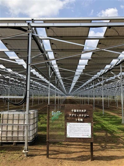 Sistem Pemasangan Agrivoltaics Surya